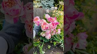 Edouard Manet Rose In My Backyard #rose #flower #nature #garden #viralvideo #roseplant #spring