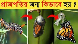 এই পোকাই মৃত্যুর পরে প্রজাপতি হয় || প্রজাপতির জীবনচক্র Larva Butterfly Life Cycle Video