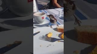 Love of a Sparrow Mom 