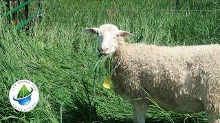 Too Much Grass - Not Enough Sheep: Return of Sheep to the Homestead