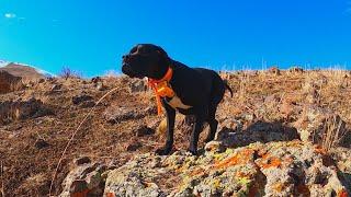 Keklik Avıİngiliz Pointer Av Köpeği Keklik FermasıEnglish Pointer Hunting Dogs Partridge Hunting