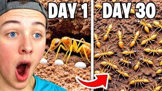 BECKBROS React To 30 DAY ANT COLONY SIMULATION