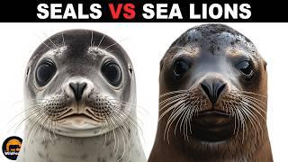 What Is the Difference Between Seals and Sea Lions?