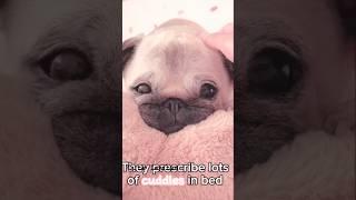 Cute Loulou from  Loulou pug￼