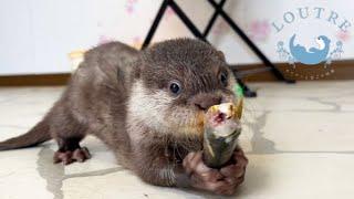 The Funny Moment when Baby Otters Eat Fish.