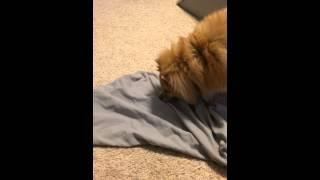 Doggy IQ Test with Bella the Pomeranian!!