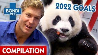 Bondi Vet's New Year's Resolutions | Compilation | Bondi Vet