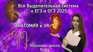 Анатомия | Выделительная система ЕГЭ и ОГЭ 2025| НЕонлайн школа Purto | Катерина Пурто