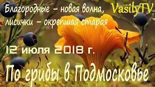 По грибы в Подмосковье 12 июля 2018 гБлагородные – новая волна, лисички – окрепшая старая