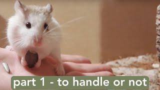 Taming & Handling Your Roborovski Hamster - PART 1: To Handle or Not