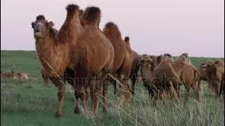 stock footage camels graze in the forest steppe on a bright autumn evening