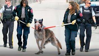 Warum dieser Hund 100 Mal gefährlicher ist als ein Wolf