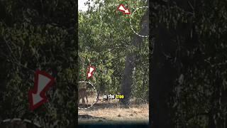A leopard hunts an antelope from a high tree. #leopard #antelopes #animals #usa #shortsusa