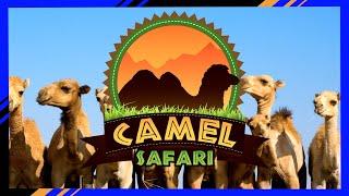 Camel Safari | Spirit of Nevada