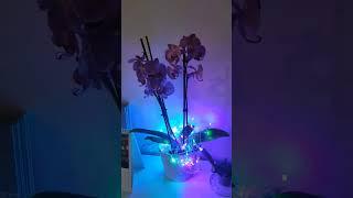 Orchids party в самый темный день в году #финляндия  #эспоо
