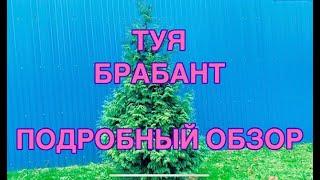 Туя западная БРАБАНТ⭐️Подробный ОБЗОР как посадитькак ухаживатькак выглядит в разном возрасте