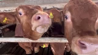 Moving cattle to a new place / Warming the barn with hay / One-year-old calves of the Limousin breed