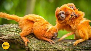 THE CUTEST PRIMITIVE - UNCOVERING THE MYSTERY OF GOLDEN LION TAMARIN