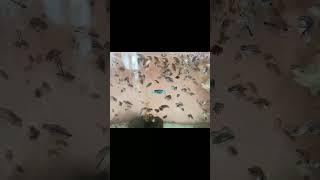 Online Fish Shopping in India / Fish Tank for SALE - Call Anil 9210090877 #trending #viral #shorts 6