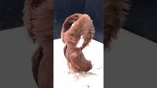 Jacobin pigeon#pigeon #birds #viral #trending #fancy kabotar #fancy pigeon#kabutar#fancypigeon