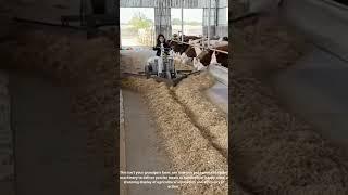 Cow Mealtime REVOLUTION! ONE Worker + GIANT Machines Feed HUNDREDS! 