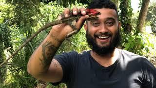 RARE RED HEADED BROWN BASILISK CAUGHT! WHY THO? (Jesus Lizard)