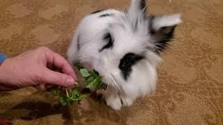 Lion Head Bunny 