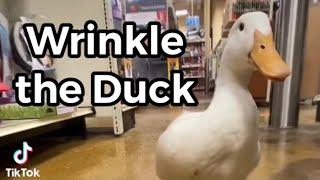 Duck Goes Shopping (wrinkle the duck full video)