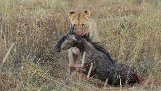 Lioness defends her kill
