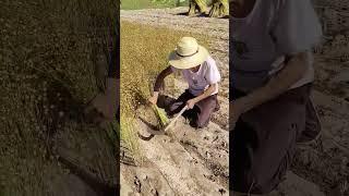 Benne harvesting process- Good tools and machinery can increase work efficiency