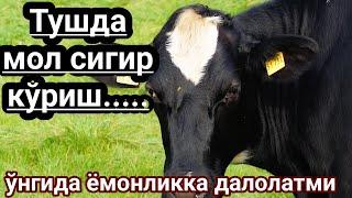 Тушда мол кўрсангиз ўнгингизга нималарга далолат? Tushda mol sigir koʻrish tush tabiri