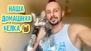 Кот Персик - наша домашняя белка ️ || Котики пробуют куриную грудку