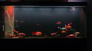 The common goldfish is the ancestor of all goldfish.#koi #fish #goldfish