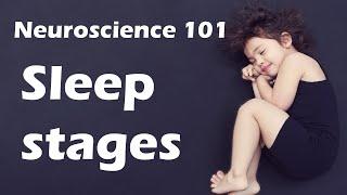 Sleep Stages Explained! | Neuroscience 101