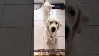 Emme1 Rigatoni 0 #goldenretriever #dogshorts #dog #funnydogs