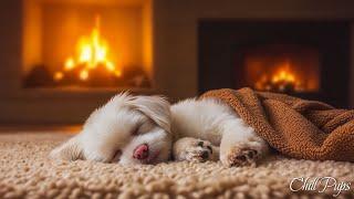 Dog Sleep Music  Music Helps Dogs Relax - Music Helps Reduce Separation Anxiety In Dogs At Home 