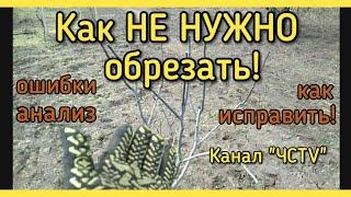 Как НЕПРАВИЛЬНО обрезать деревья! АНАЛИЗ ошибок. Как их ИСПРАВИТЬ.