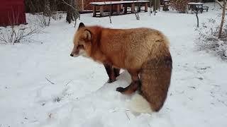 Ли Сяо / Alice the Fox Лиса Алиса (Новый дом Алисы!!)