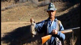 - Partridge prey - Witness a more spectacular partridge hunt !! - Master hunters-