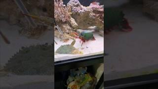 Mantis shrimp fighting a crab round 2 #mantisshrimp #ocean #animal #sawfish
