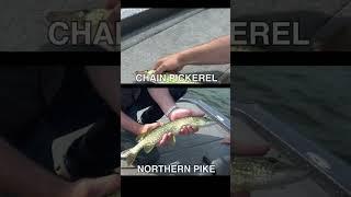 Northern pike or chain pickerel? Both species are common up north and there’s one easy way to ident