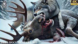 WILD ALASKA | The Ultimate Battle for Survival in the Frozen Wilderness | Animal Documentary