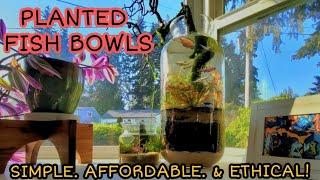 HOW To Create A Filterless, Deep Substrate, Nano Tank. Creating a Sustainable Ecosystem in a Jar.