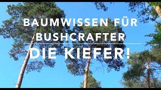 Baumwissen für Bushcrafter - Die Kiefer (Pinus sylvestris)