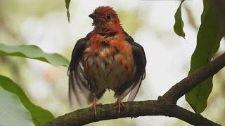 Wildlife of Bangladesh II 4K Wildlife Video II funny Squirrel is too fast to eat