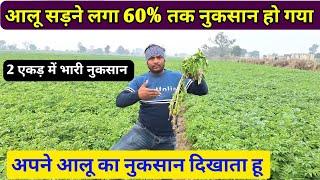 60% तक आलू में नुकसान हो गया  आलू सड़ने लगा अब क्या होगा  real farmer education / aalu ki kheti