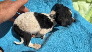 The New Puppy is Only 35 Days Old But Covered in Flees! - Takis Shelter