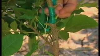 Patch Budding Pecans