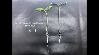 Mycorrhiza and Root Growth Timelapse