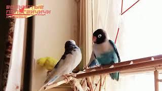 Попугайчики дома/Parrots (Slow motion)